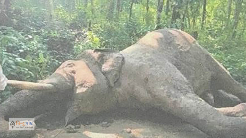 करेन्ट लागेर हात्ती ‘रोनाल्डो’ को मृत्यु, शव परीक्षणपछि गाडियो