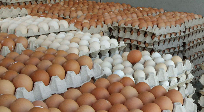 अण्डाको मूल्यमा वृद्धि