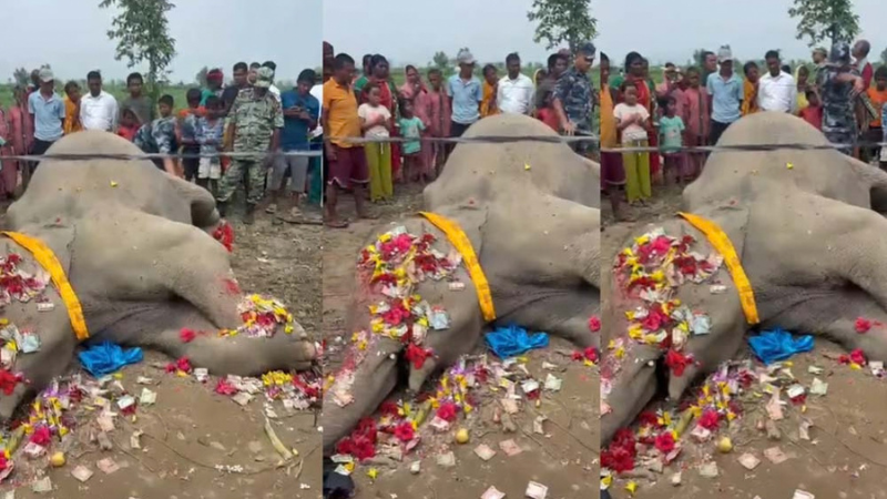 सर्लाहीको जिरायतमा जङ्गली हात्ती मृत फेला