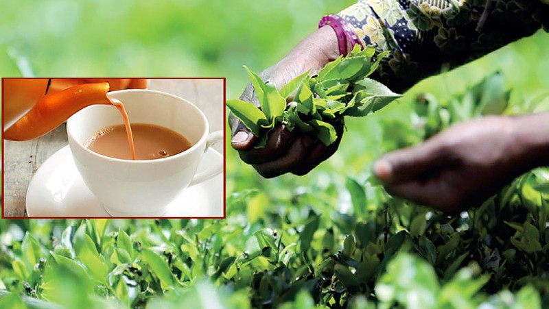 आज राष्ट्रिय चिया दिवस मनाइँदै